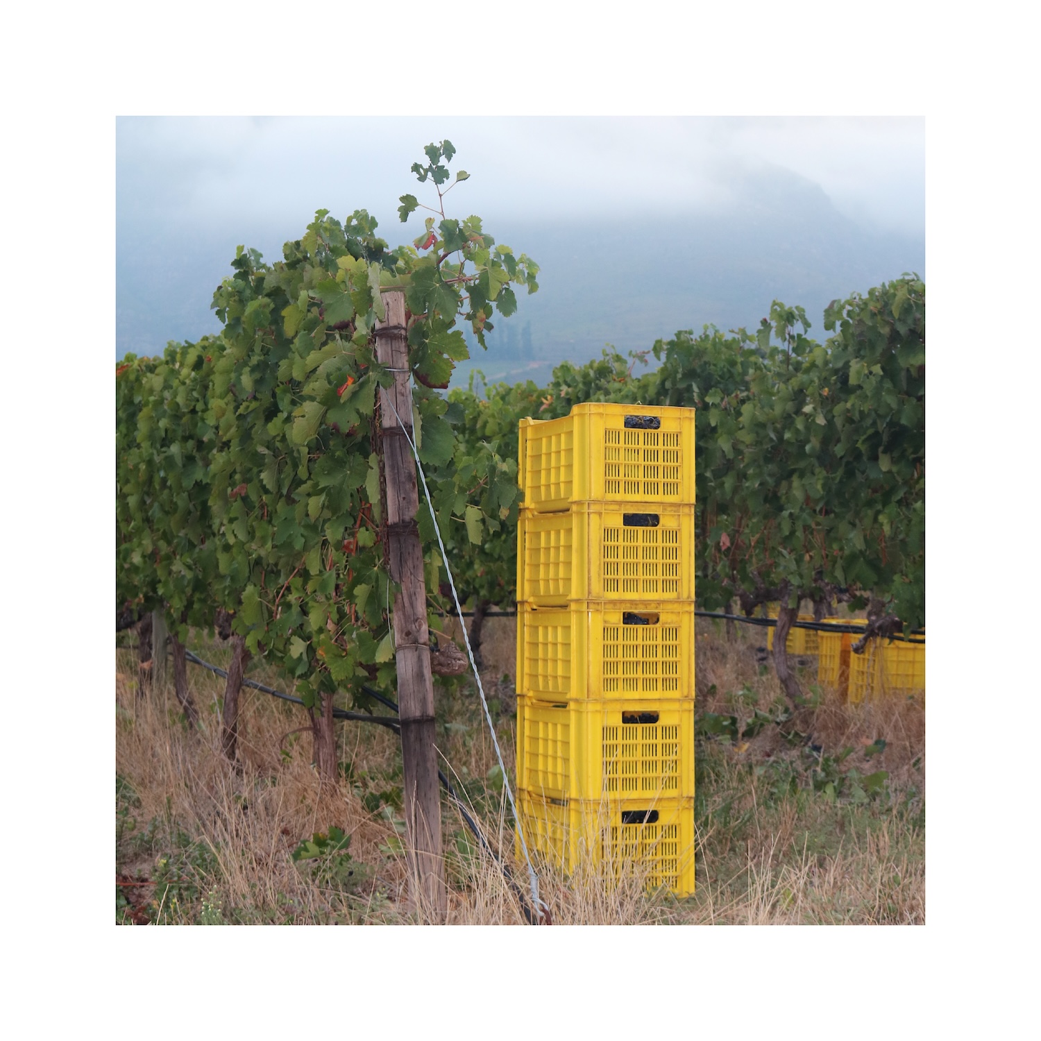 Kleinood Tamboerskloof Katharien Syrah Rose 2025