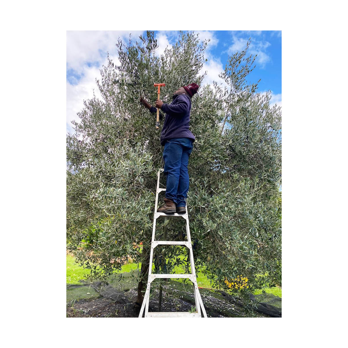 de boerin extra virgin olive oil kleinood farm