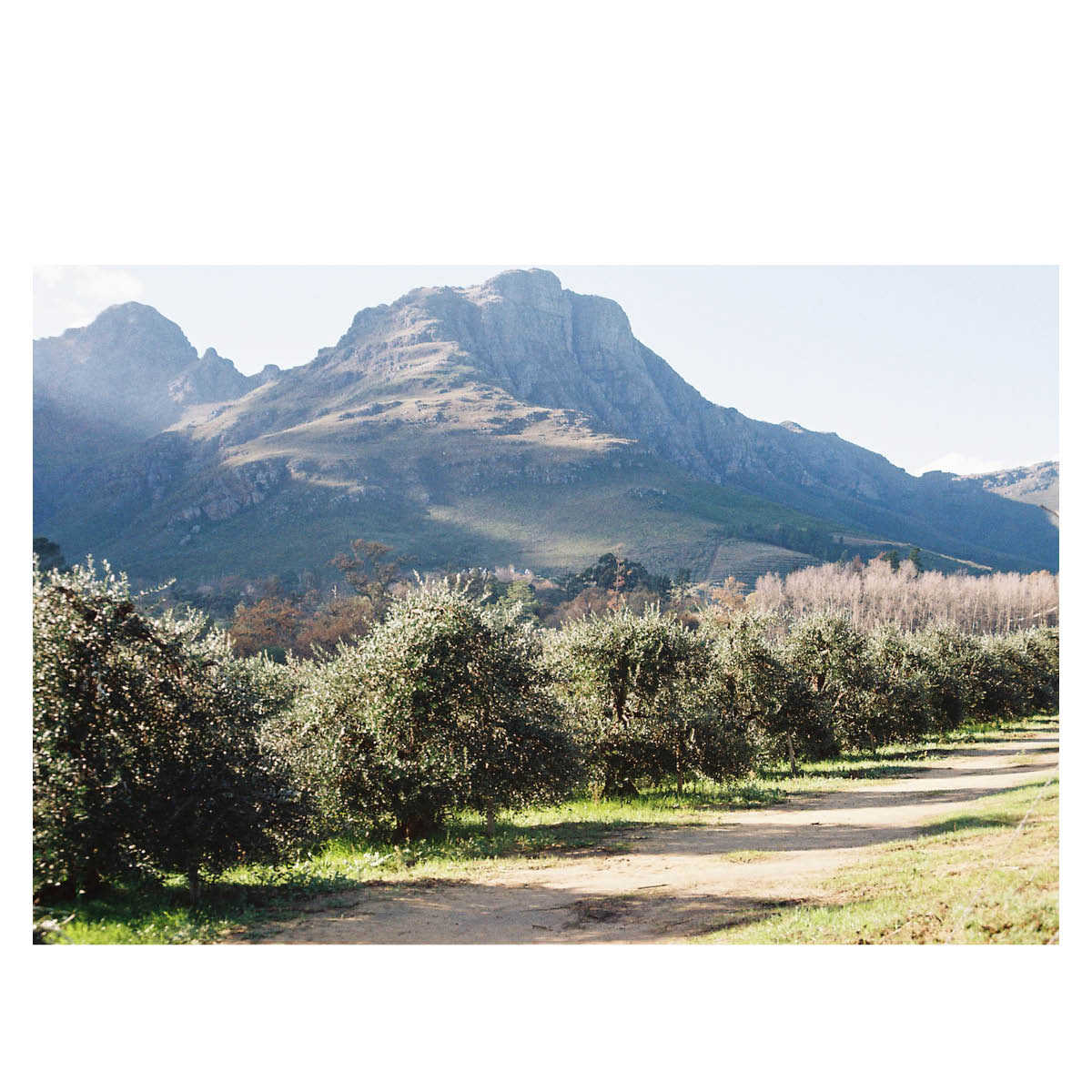 de boerin extra virgin olive oil kleinood farm