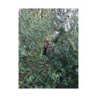 de boerin extra virgin olive oil kleinood farm