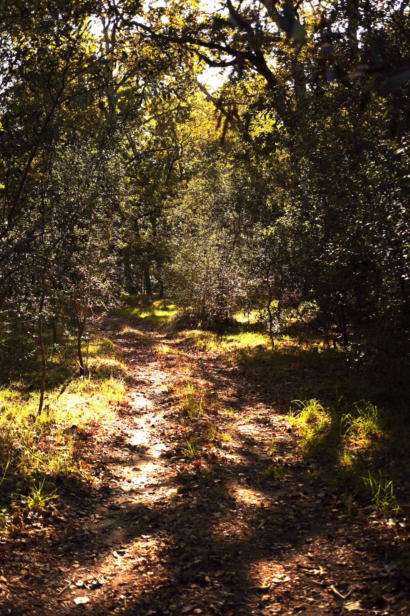 The Kleinood Forest