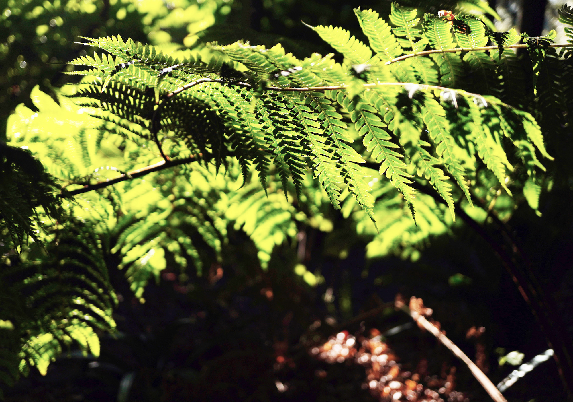 The Kleinood Forest