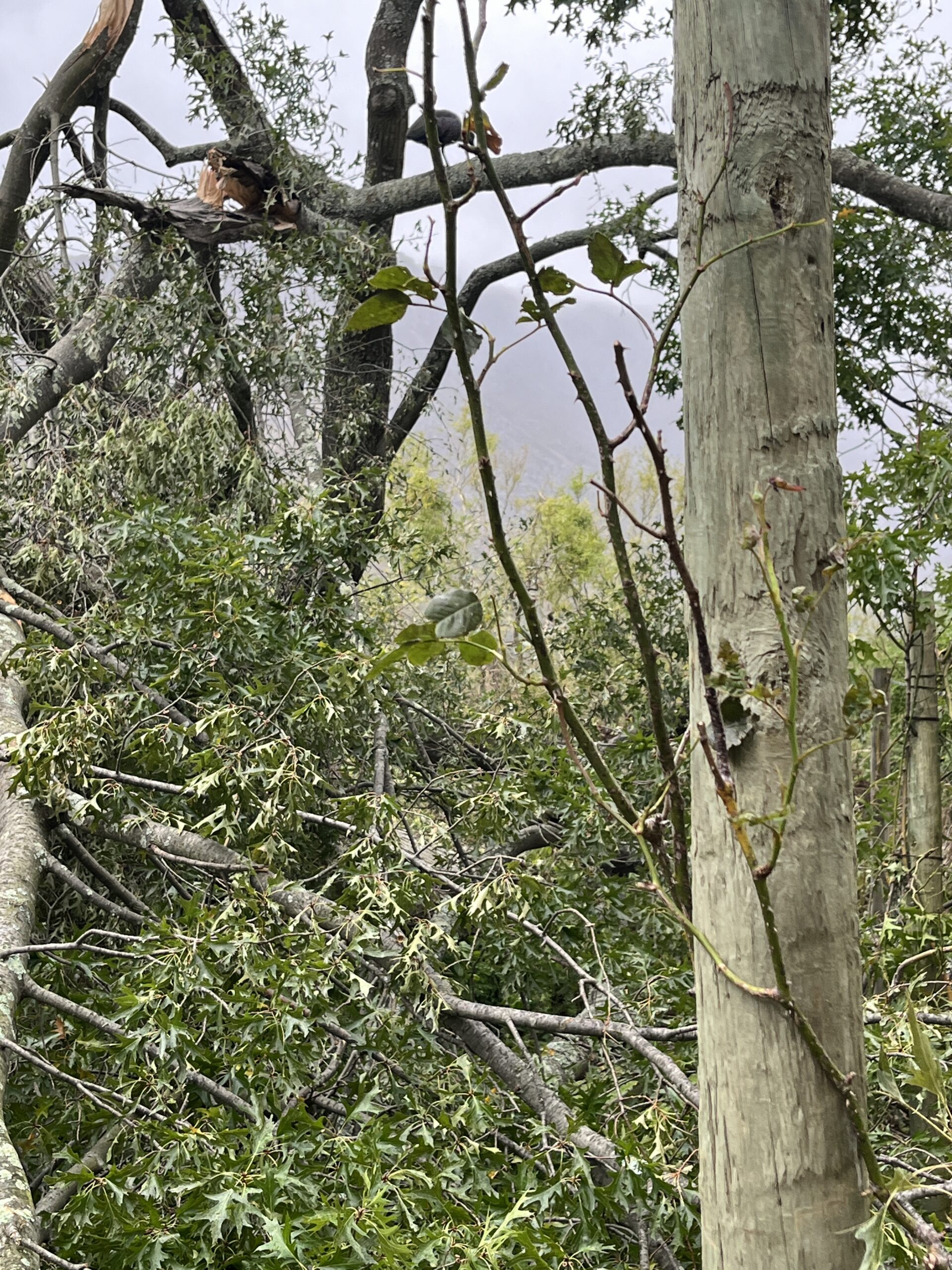 The Kleinood Forest