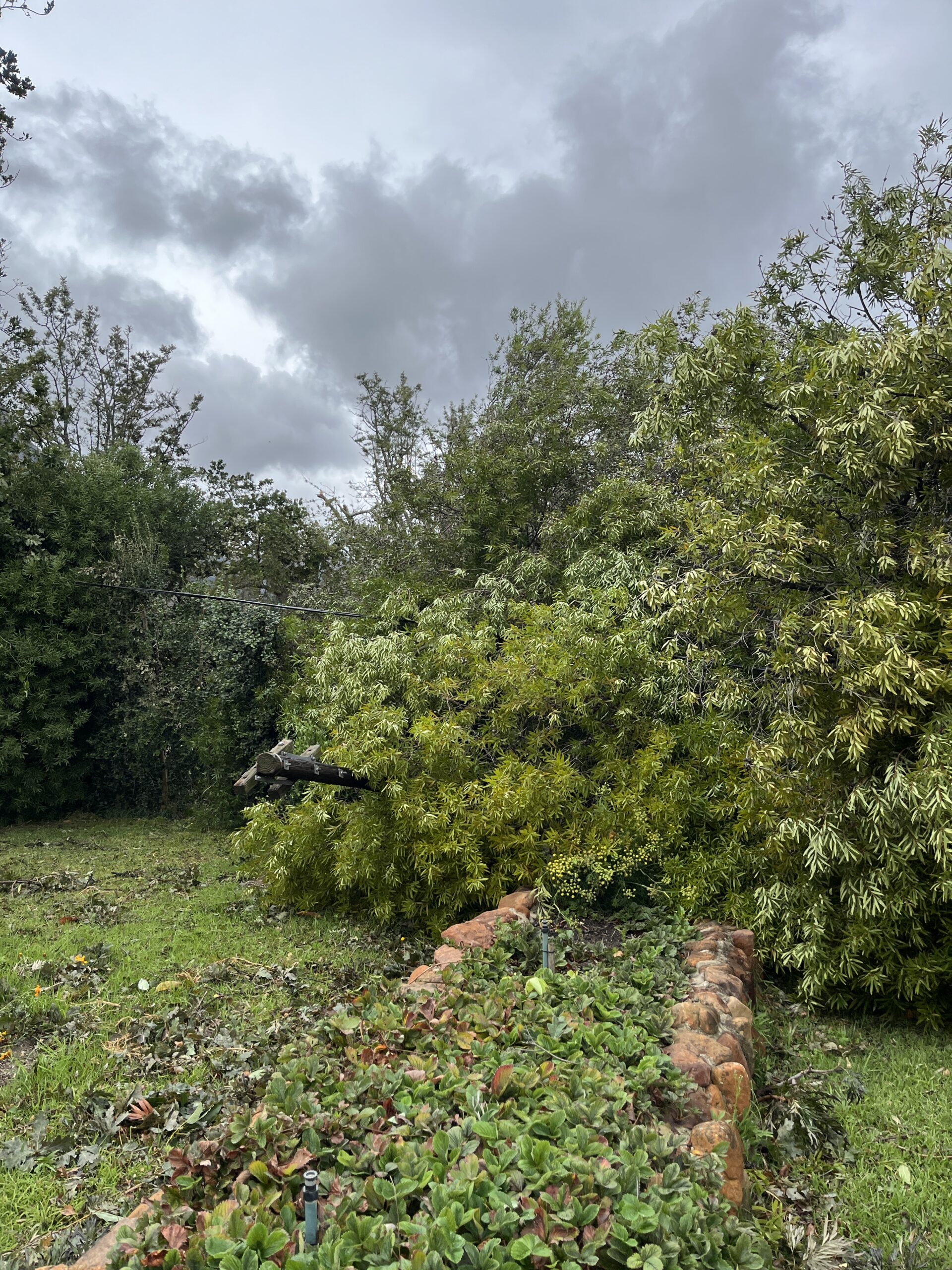 The Kleinood Forest