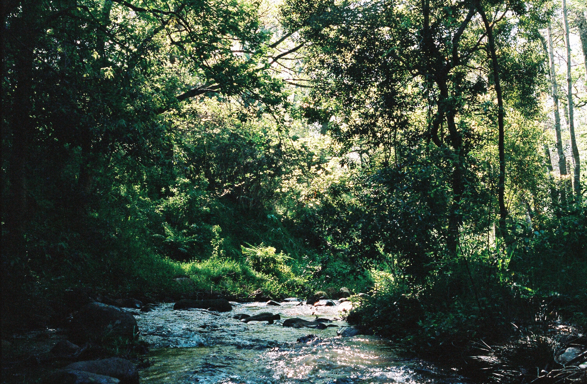 The Kleinood Forest
