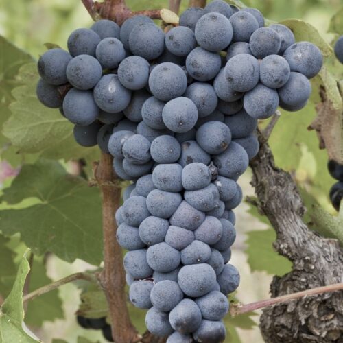 Kleinood Tamboerskloof Mourvédre