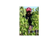 Kleinood de Boerin Syrah Verjus