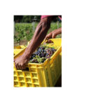 Kleinood de Boerin Syrah Verjus