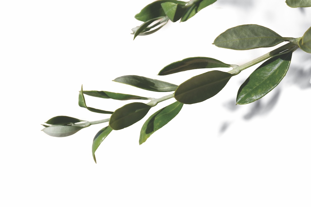 Kleinood Farm Olives