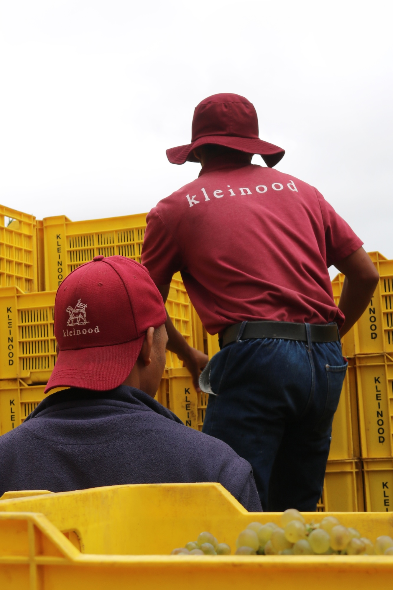 Kleinood Farm Tamboerskloof Wines Harvest 2026
