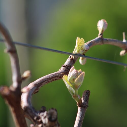 Kleinood Farm Vineyards