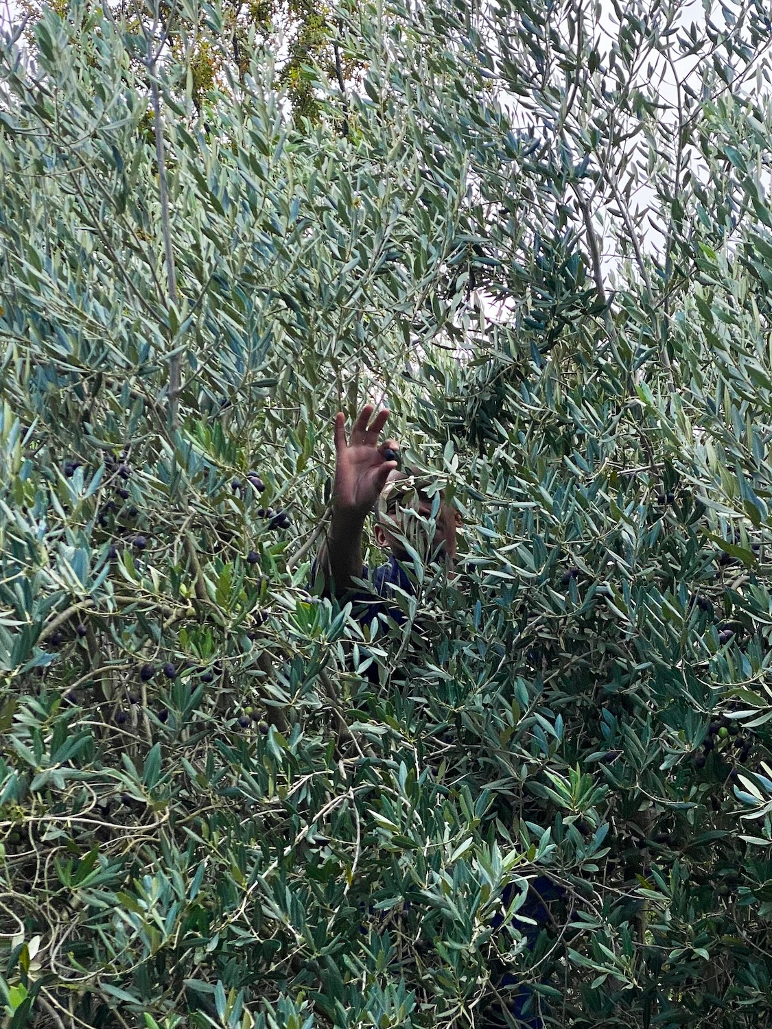 Kleinood de Boerin Extra Virgin Olive Oil Harvest