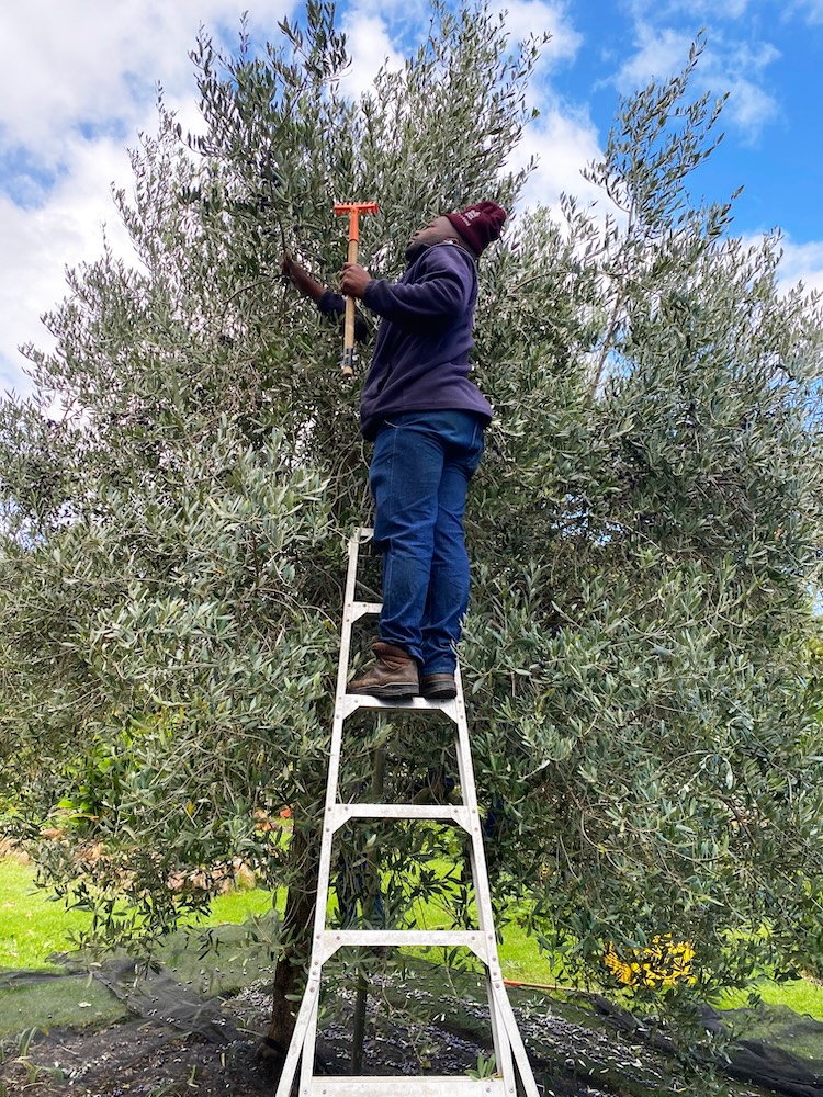 Kleinood de Boerin Extra Virgin Olive Oil Harvest
