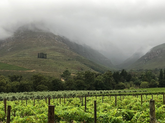 The Diasporic Nature Of Wine