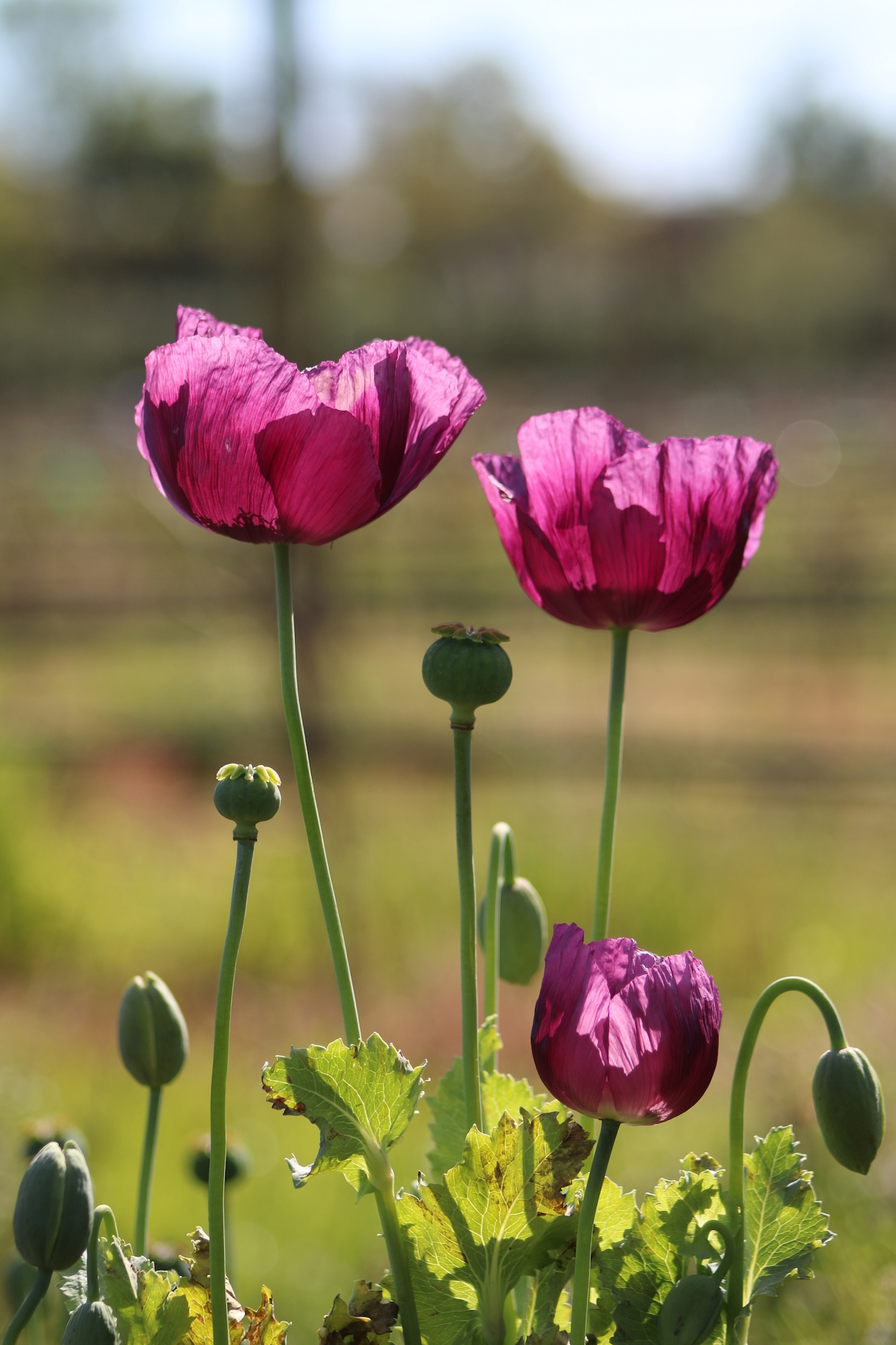 Kleinood Farm Gardens
