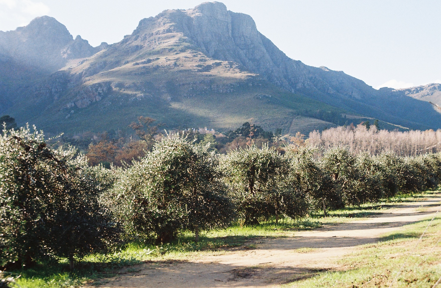 Kleinood Farm Olive Orchard de Boerin Extra Virgin Olive Oil