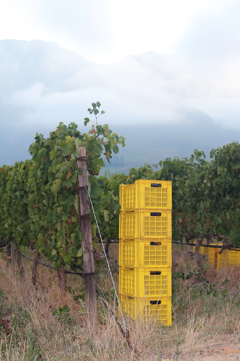 Kleinood Tamboerskloof Katharien Syrah Rose 2