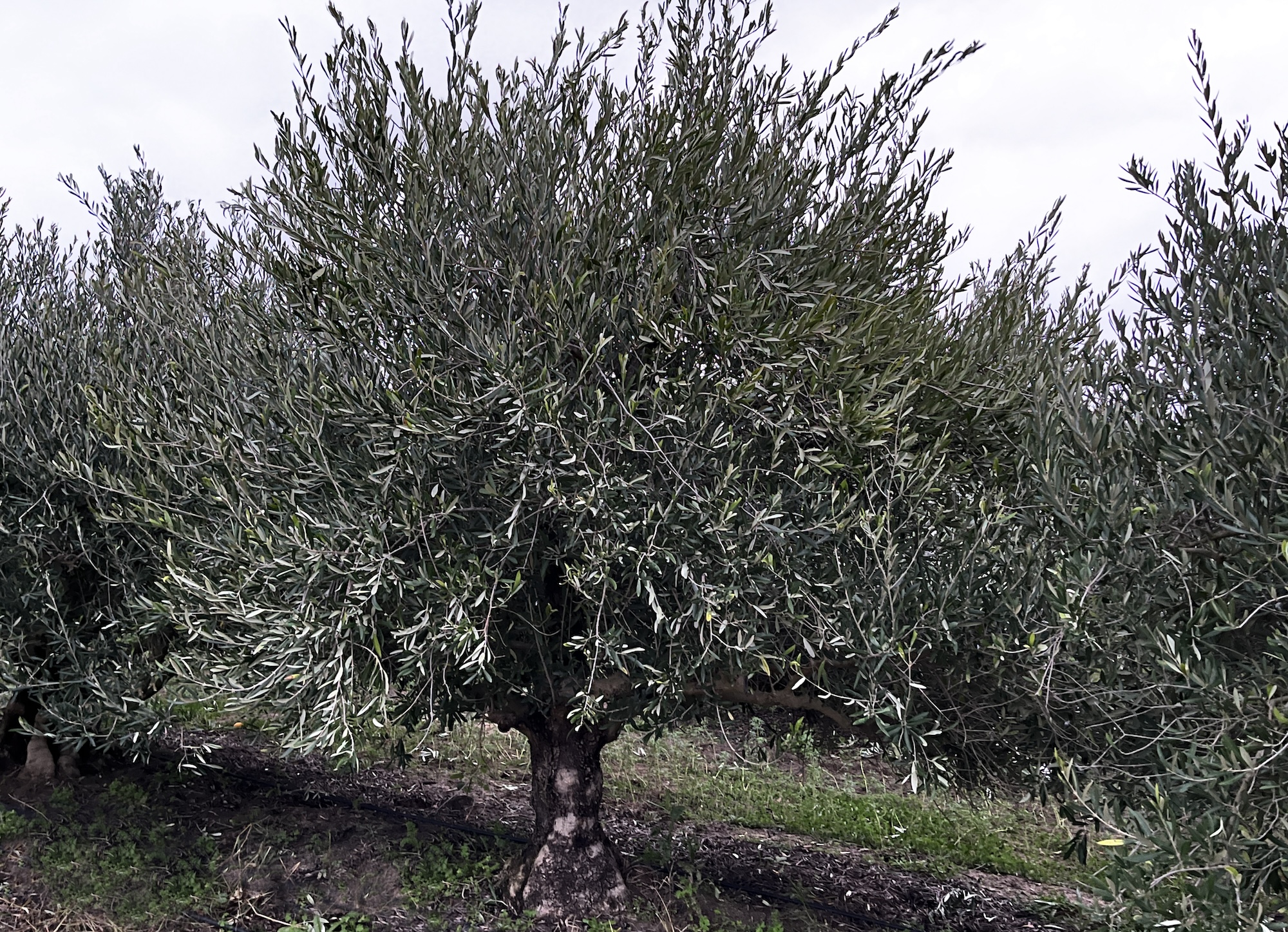 kleinood de boerin extra virgin olive oil