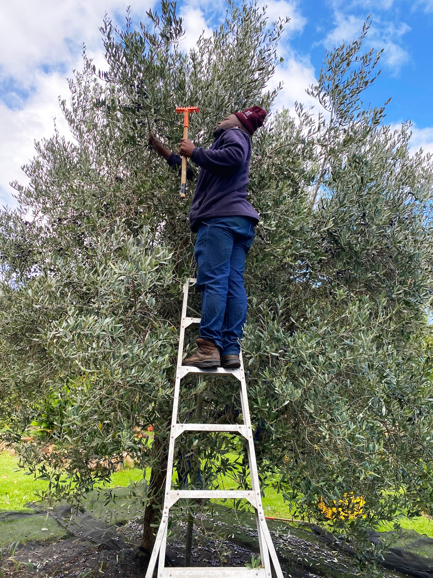kleinood de boerin extra virgin olive oil