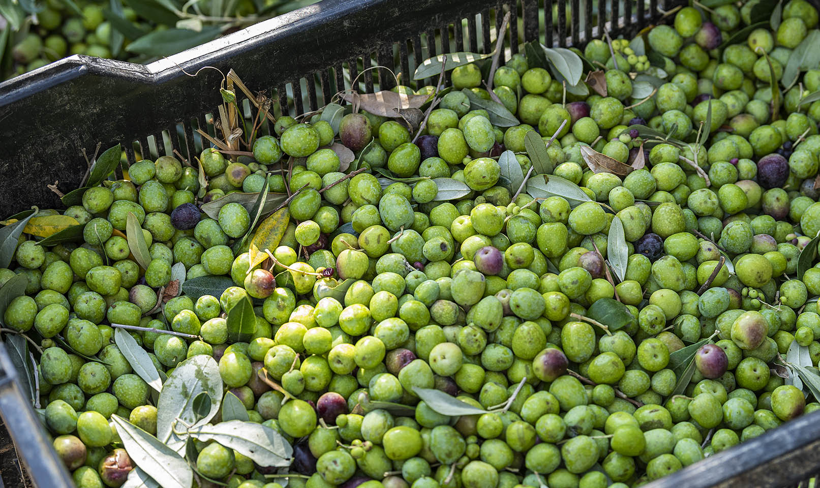 kleinood de boerin extra virgin olive oil