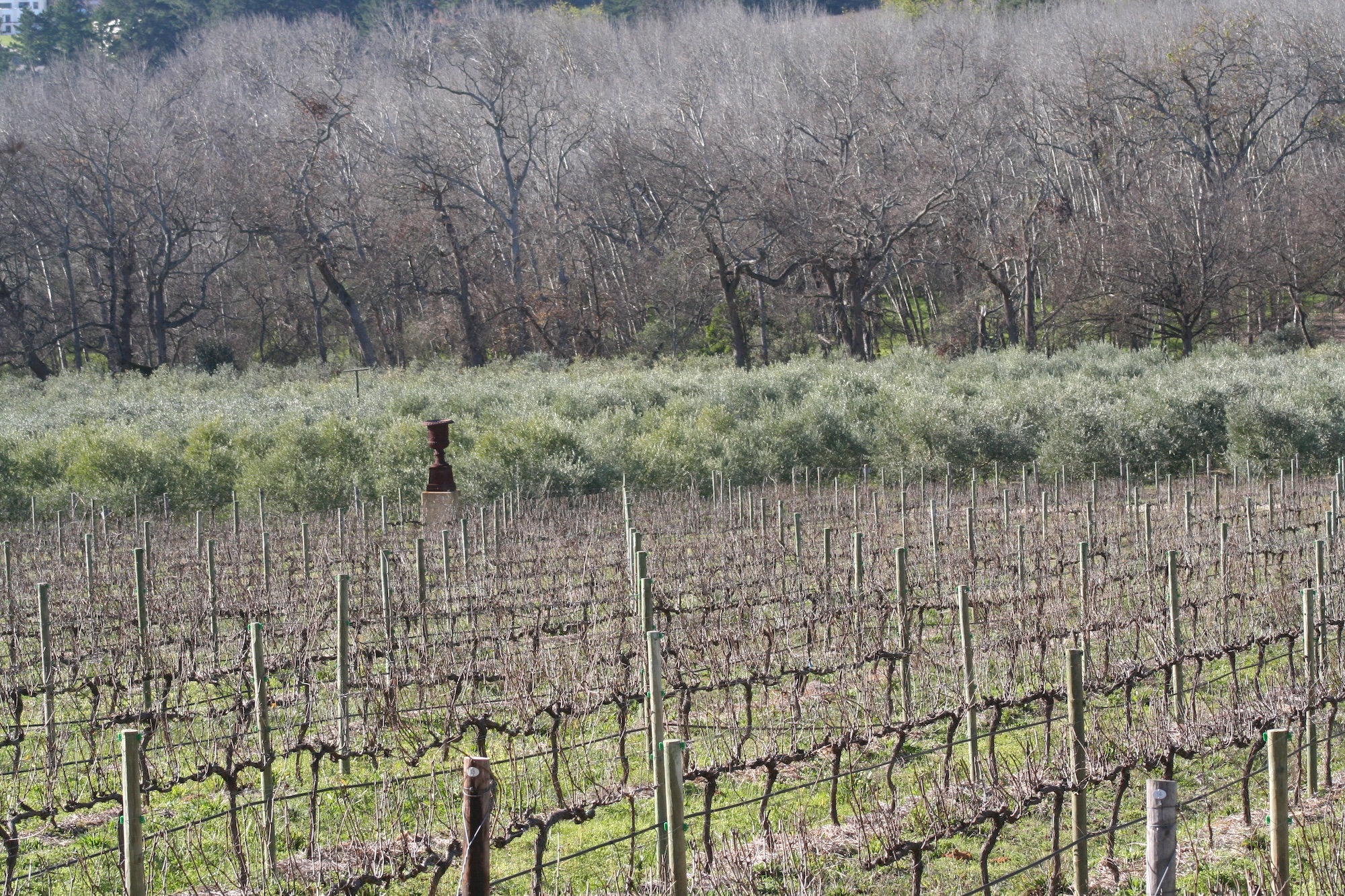 kleinood de boerin extra virgin olive oil